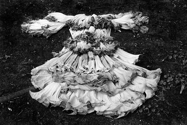 Valeria Bellusci. "Sin título". Serie "Todas las manzanas cayeron". 2017